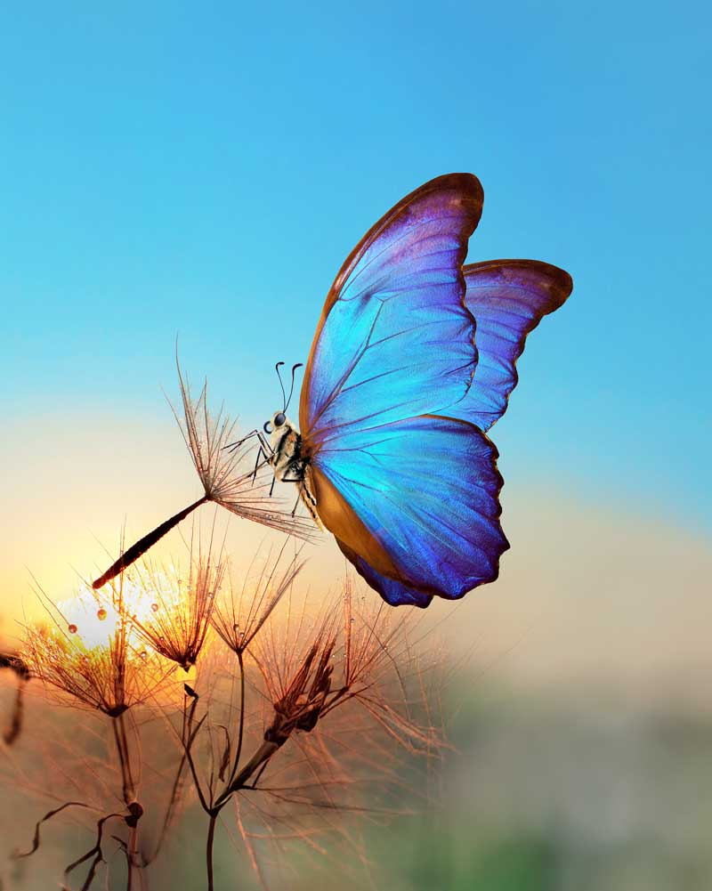 Pompe Funebri Milano Certosa